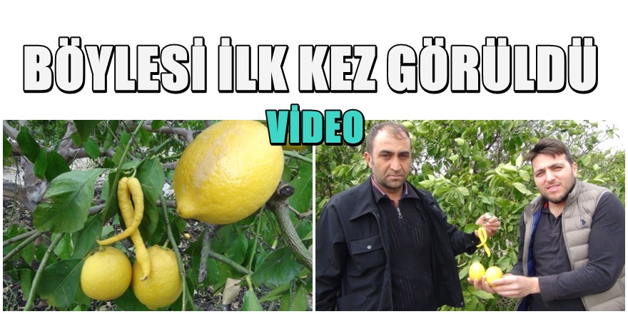 Mersin'de Limon Ağacın'da Biber  çıktı