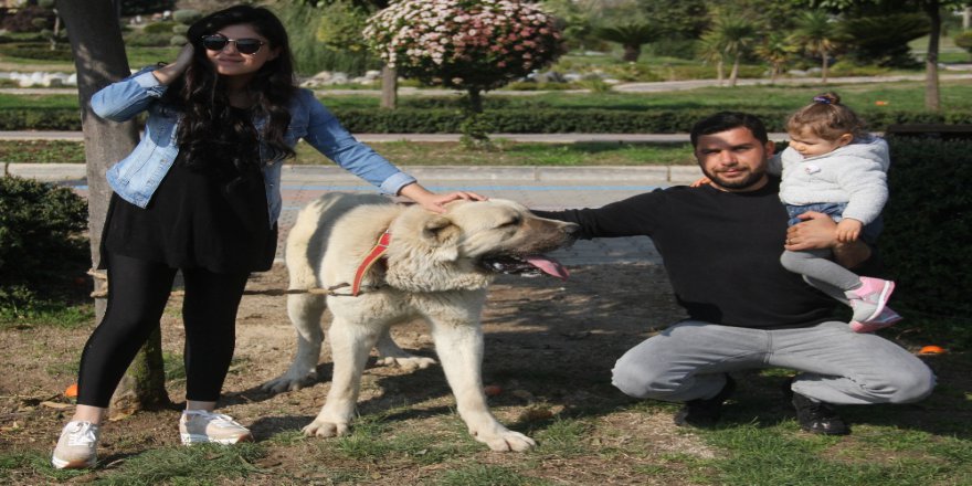 Adana'da Türk Irkı Köpekler Şampiyonası Yapıldı