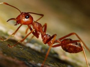 Onlar Depremİ Önceden Biliyor !