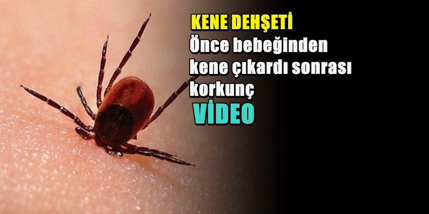 Karabük'te Kene Faciası ; Baba Öldü Bebek Hastanede