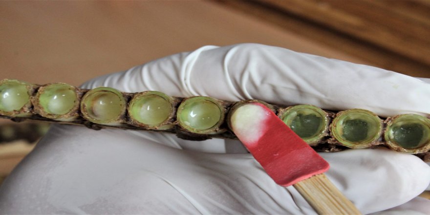 Bursa'da Üretiliyor Kilosu 6.000 TL