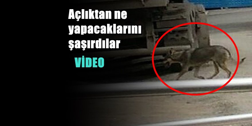 Karabük'te Aç Kurt Şehir Merkezine İndi