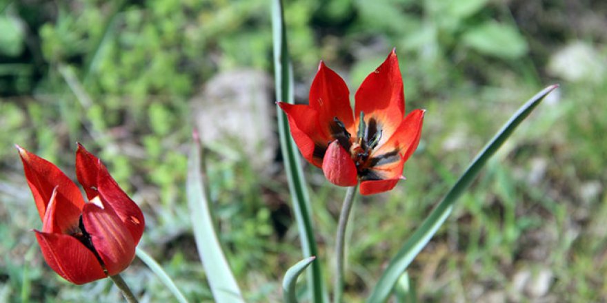 Bu Çiçeği Koparan Yandı