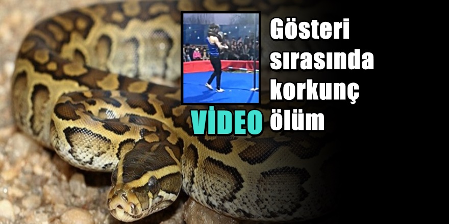 Piton Yılanı İle Gösteri Yapan Adamın Feci Sonu Kamerada