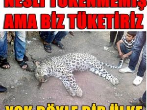 Nesli Tükendi Sanılan Anadolu Panterini Öldürdüler