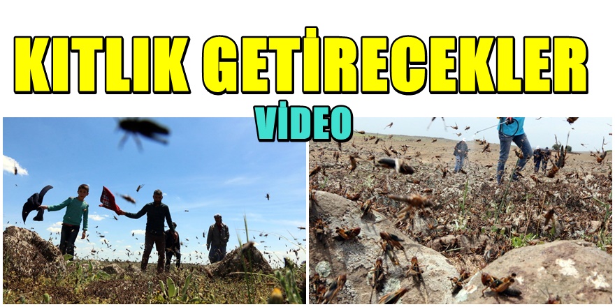 Şanlıurfalı Çiftçilerin çekirge Sürüsü Paniği Kamerada