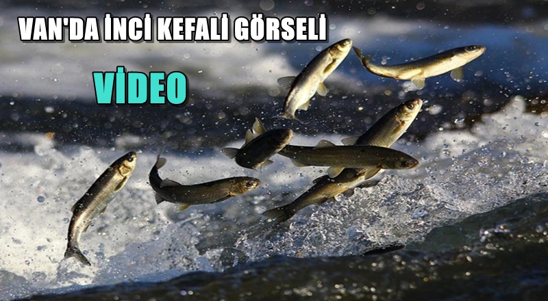 Van'da İnci Kefali Çiftleşme dönemi