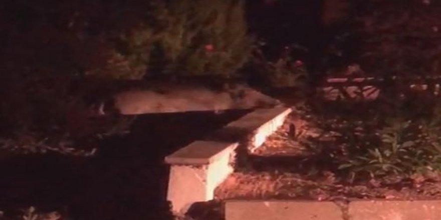 Balıkesir'de Aç Kalan Domuzlar Korkuttu