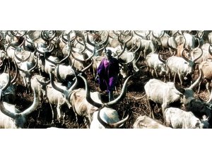 İNEK İDRARI ALTIN DEĞERİNDE