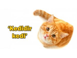 ''ESPRİ YAPMIYORUM TRAFOYA KEDİ GİRDİ''