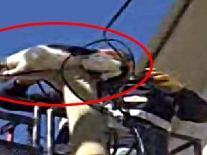 TRAFOCU KEDİYE SUÇÜSTÜ