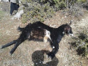 AÇ KURTLAR SÜRÜYE SALDIRDI