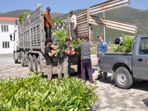 CEZALARINI 2 BİN FİDAN DİKEREK ÖDEDİLER