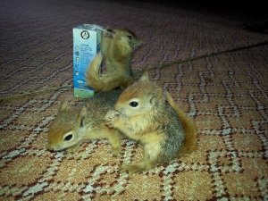 SİNCAP YAVRULARINI EVLAT EDİNDİ