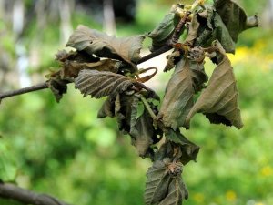 FINDIK SEVENLERE KÖTÜ HABER