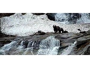 ŞU AN AYI İSTİLASI ALTINDAYIZ, KUŞATILDIK