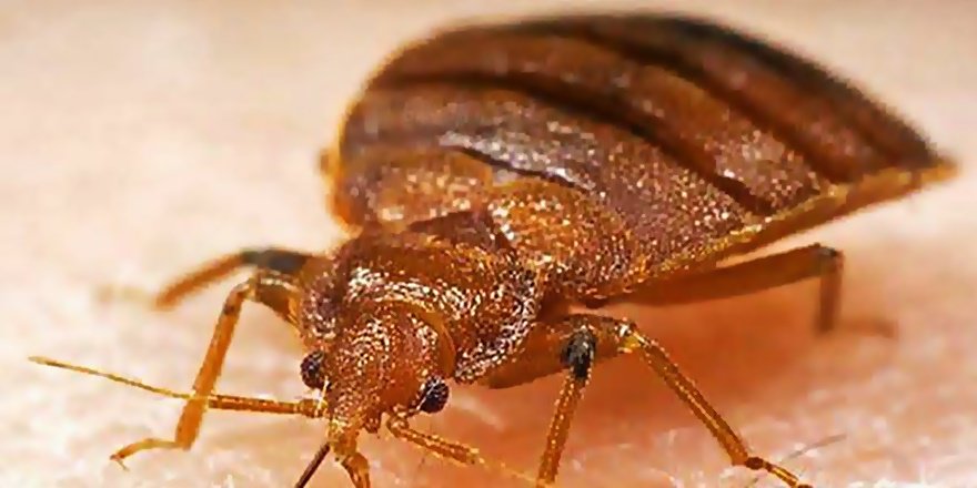 AŞIKLAR ŞEHRİ PİSLİK ŞEHRİ OLDU