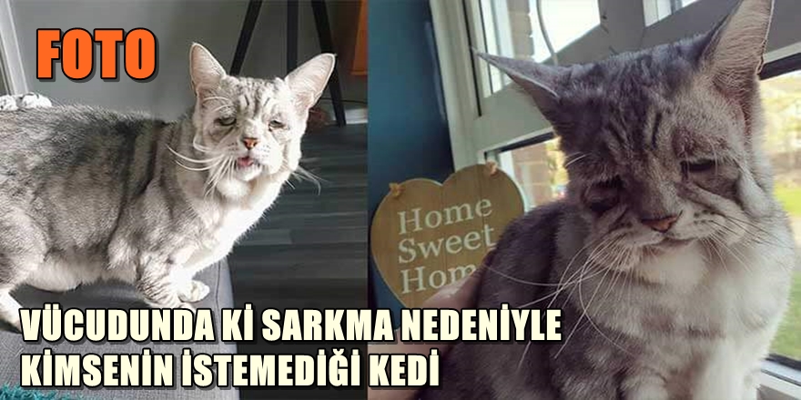 VÜCUDUNDA Kİ SARKMA NEDENİYLE İSTENMEYEN KEDİ