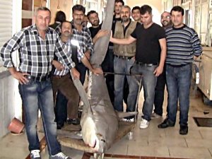 YARIM TONLUK KÖPEK BALIĞI YAKALANDI