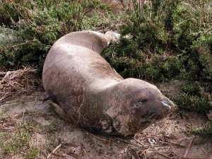 AKDENİZ FOKU BU HALDE BULUNDU