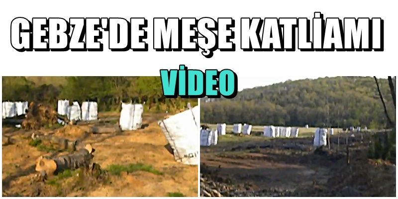 MEŞE ORMANINI BÖYLE KATLETTİLER
