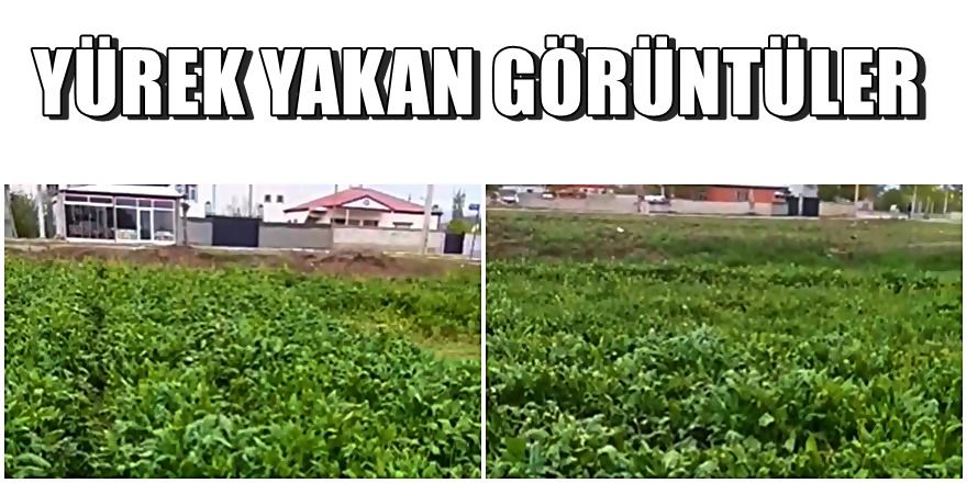 YÜREK YAKAN GÖRÜNTÜLER