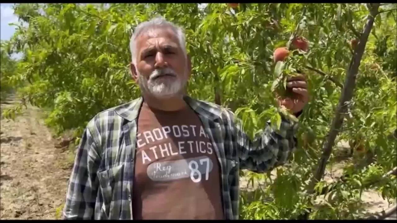 Şeftali Bahçesini Dolu Vuran Adanalı Üretici: “60 Dönüm Şeftalim Var, Sağlam Meyve Kalmadı”