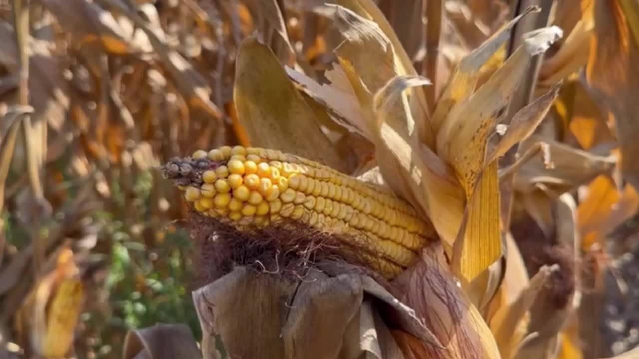 Adanalı Mısır Üreticileri Açıklanan 6 Liralık Fiyata Tepkili: "ektiğimize Pişman Olduk"