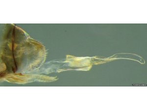 İLK PENİSLİ DİŞİ KEŞFEDİLDİ