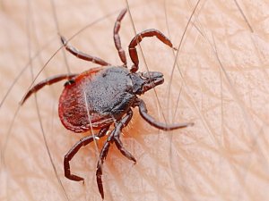 DİKKAT KENE CAN ALMAYA BAŞLADI