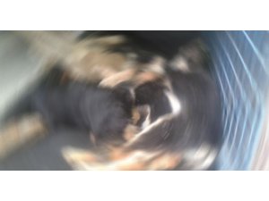 10 KÖPEĞİ KATLETTİLER!