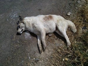 VİCDANSIZLIK: YİNE KÖPEK KATLİAMI