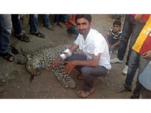 ÖLDÜRÜLEN ANADOLU KAPLANI  DAVASINDA FLAŞ GELİŞME