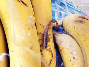 MUZDAN ÖYLE BİR ŞEY ÇIKTI Kİ!