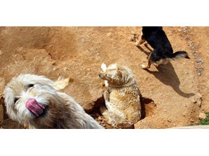 SOKAK KÖPEKLERİNE SINIRDIŞI!