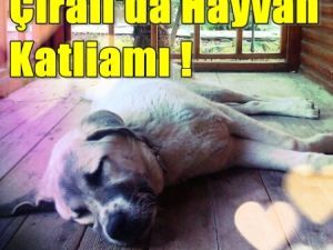 Cennette hayvan katliamı!