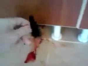 KEDİ ÖLDÜREN ÜNİVERSİTELİYE ŞOK