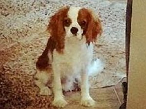 HASTA  KÖPEĞİ İÇİN DUA İSTEDİ