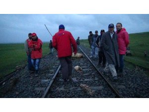 TREN SÜRÜYE DALDI: 50 İNEK TELEF OLDU
