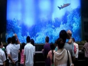 Köpekbalıklı Havuz İnsanların Üzerine Patladı VİDEO HABER