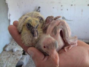 TEK GÖZLÜ GÜVERCİN YAVRUSU ŞAŞIRTTI