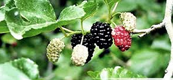 DUT AĞACINDAN DÜŞEN PROFESÖR ÖLDÜ