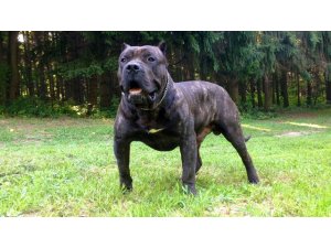 AÇ KÖPEK KOMŞUSUNU DİRİ DİRİ YEDİ