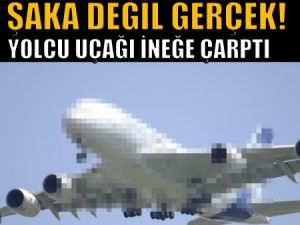 Zaytung haberi değil, yolcu uçağı ineğe çarptı