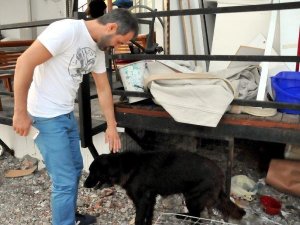 KAHRAMAN KÖPEĞE ESNAF SAHİP ÇIKTI