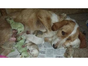 YEŞİL RENKLİ KÖPEK YAVRULARI OLAY OLDU