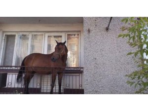 BALKONDAKİ AT OLAY OLDU