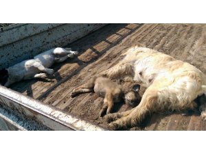 VAHŞİLER ZEHİRLİ ETLE KATLETTİLER