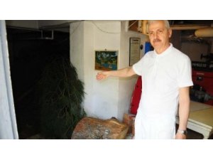 60 YILLIK AĞAÇLARI KESTİLER