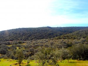 HÜKÜMET GÖZÜNÜ ZEYTİNLİKLERE DİKTİ